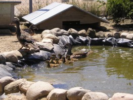canards eau.jpg (21 ko)